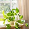 Metal Leaf Indoor Plant Trellis