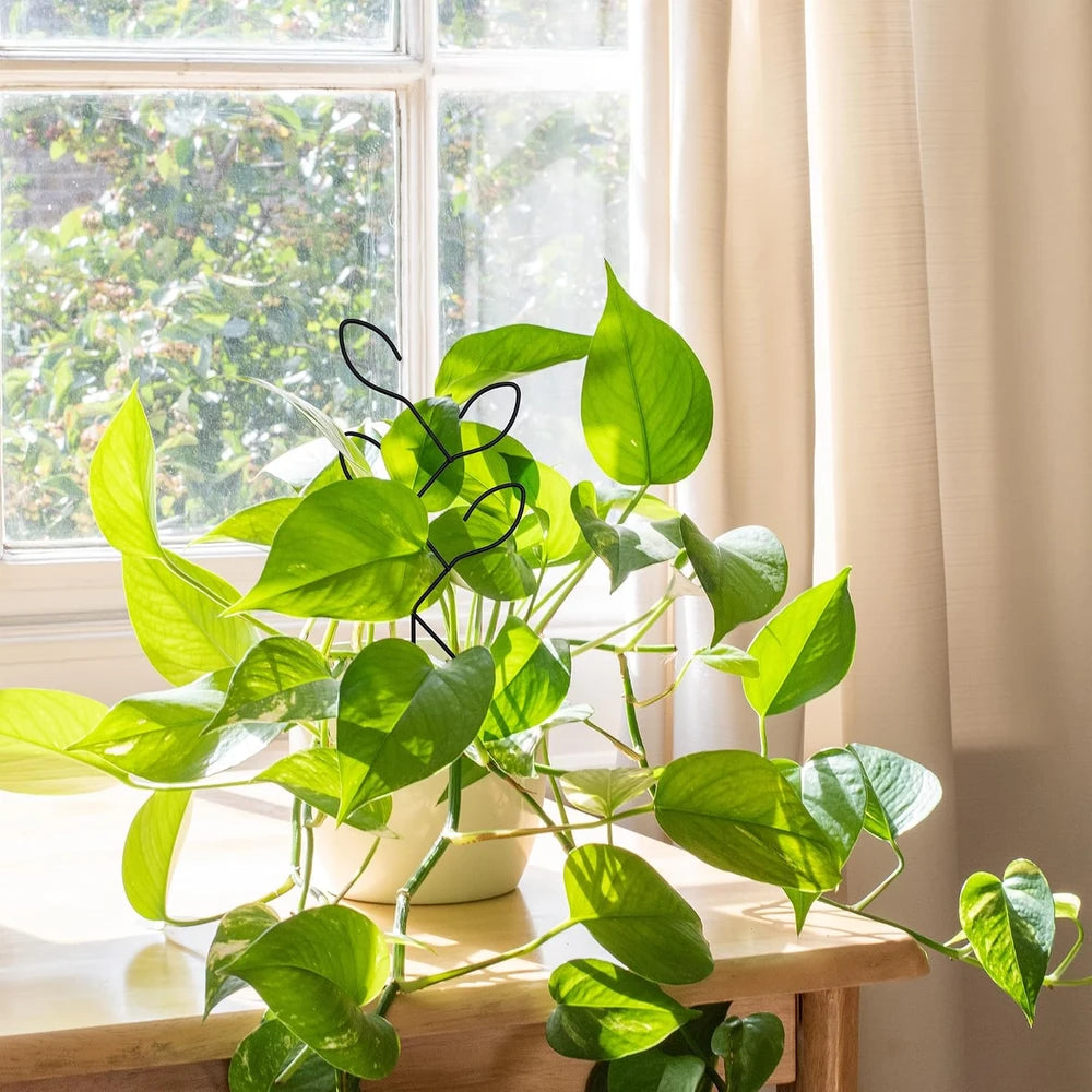 Metal Leaf Indoor Plant Trellis