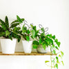 Metal Leaf Indoor Plant Trellis